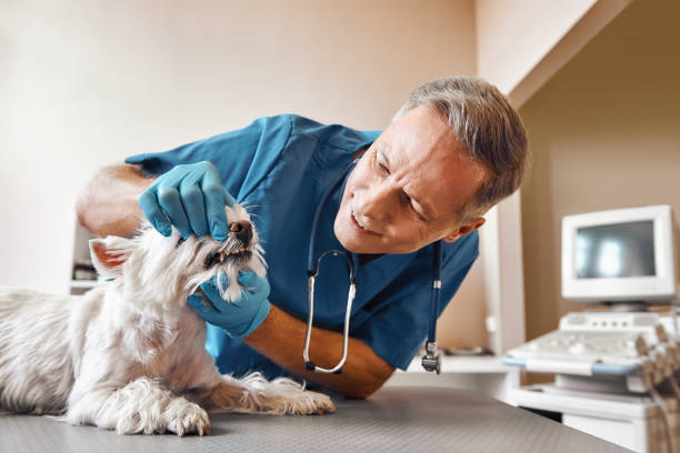 Best Emergency Treatment for Toothache in Gatesville, TX